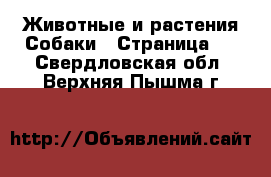 Животные и растения Собаки - Страница 7 . Свердловская обл.,Верхняя Пышма г.